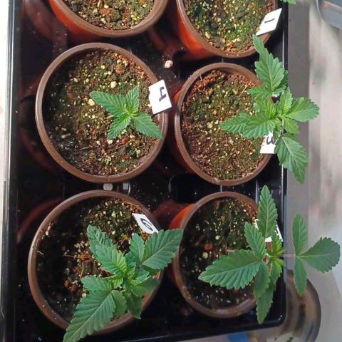 Strawneapple growlog timeline photo