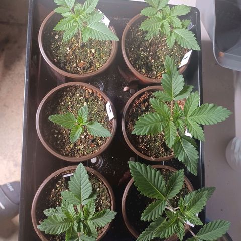 Strawneapple growlog timeline photo