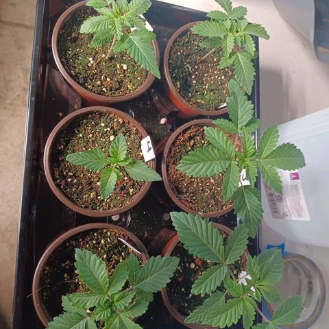 Strawneapple growlog timeline photo