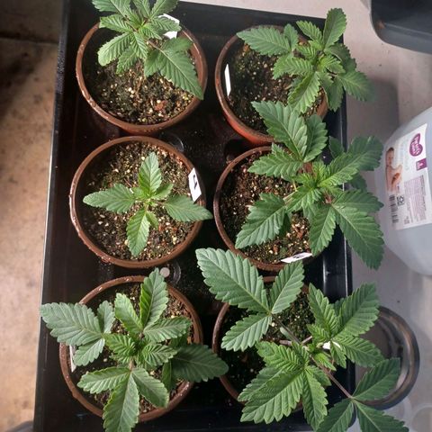 Strawneapple growlog timeline photo