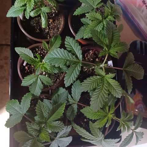 Strawneapple growlog photo: Topped 3 and 5
2 is sad