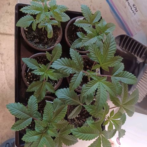 Strawneapple growlog timeline photo
