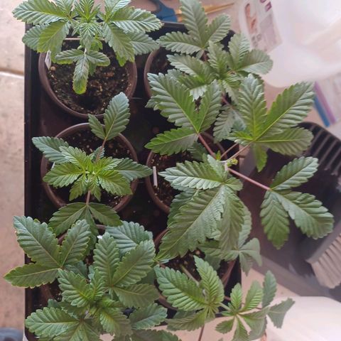Strawneapple growlog timeline photo