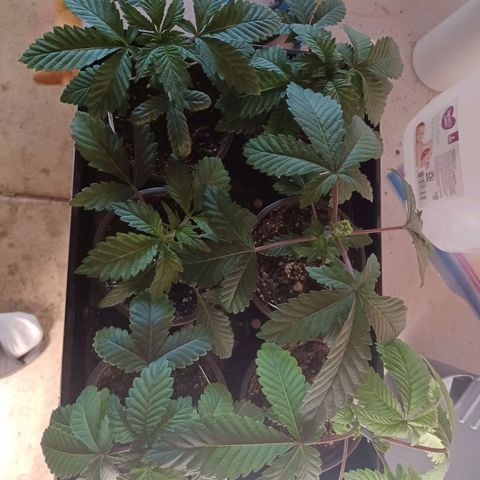 Strawneapple growlog timeline photo
