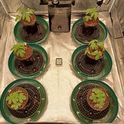 Strawneapple growlog timeline photo