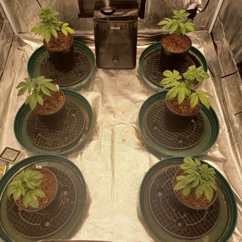 Strawneapple growlog timeline photo