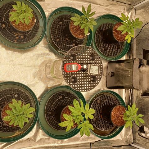 Strawneapple growlog timeline photo