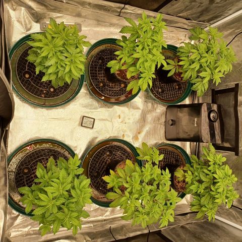 Strawneapple growlog timeline photo