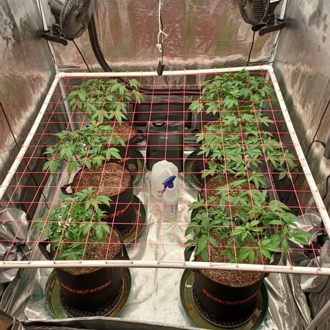 Strawneapple growlog photo: After