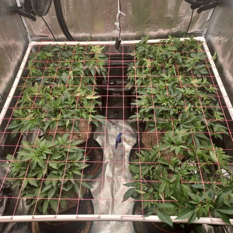 Strawneapple growlog photo: Tuckin
