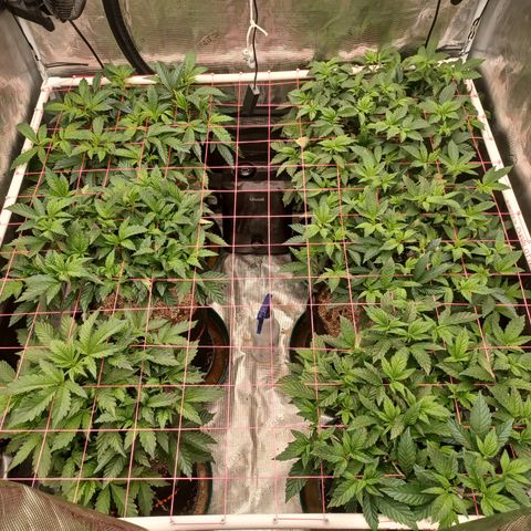 Strawneapple growlog timeline photo