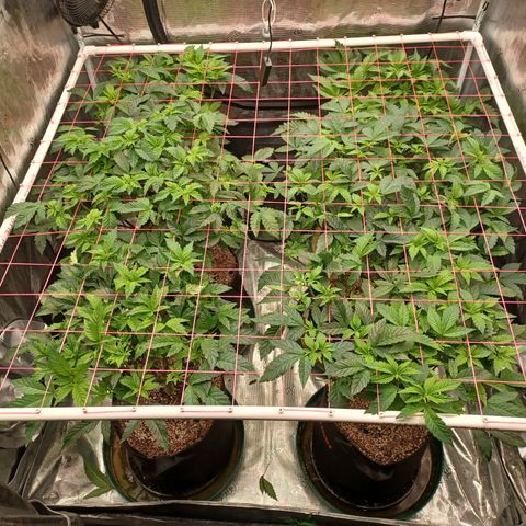 Strawneapple growlog timeline photo