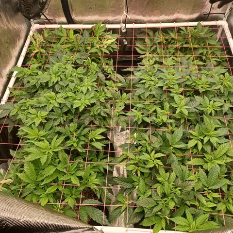 Strawneapple growlog timeline photo