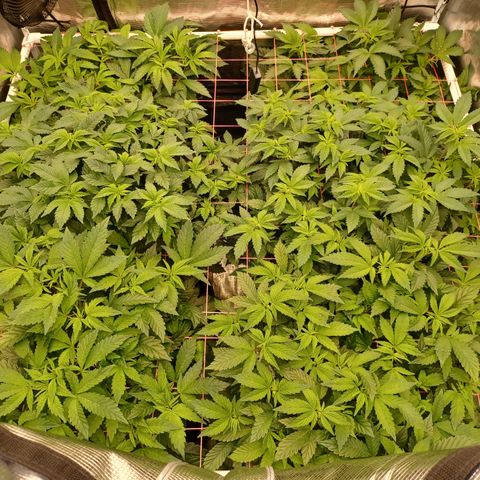 Strawneapple growlog timeline photo