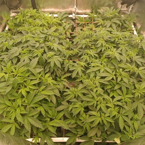 Strawneapple growlog timeline photo
