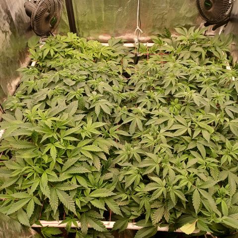 Strawneapple growlog timeline photo