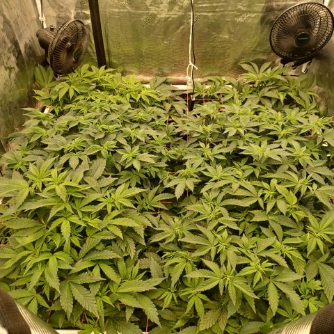 Strawneapple growlog timeline photo