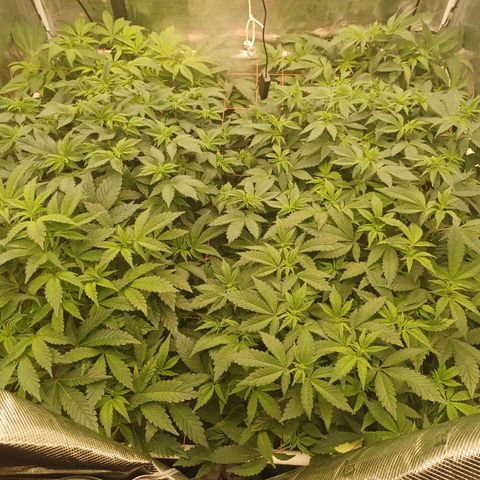 Strawneapple growlog timeline photo