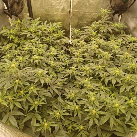 Strawneapple growlog timeline photo