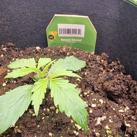 Royal Dwarf growlog timeline photo
