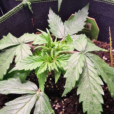 Royal Dwarf growlog photo: Topping gut überstanden 