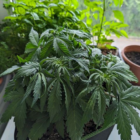 Royal Dwarf growlog timeline photo