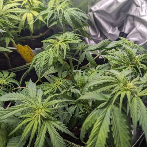 Royal Dwarf growlog timeline photo