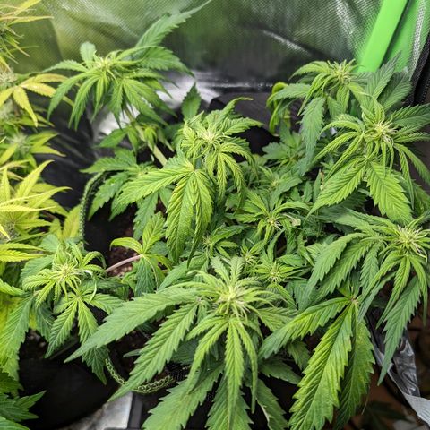 Royal Dwarf growlog timeline photo