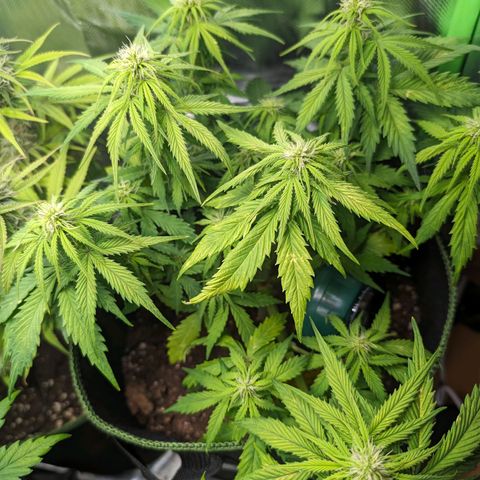 Royal Dwarf growlog timeline photo