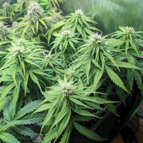 Royal Dwarf growlog timeline photo