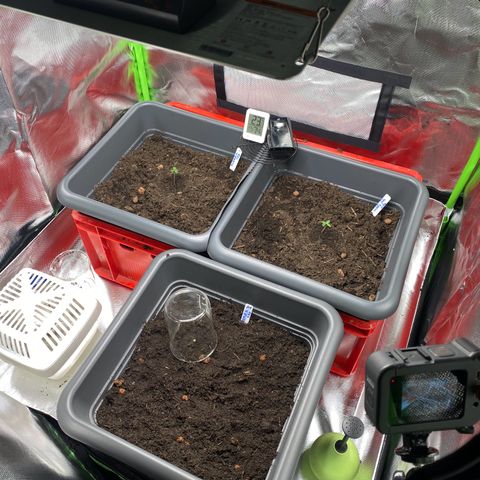 Purplematic CBD (RQS) - 1st ever grow #1 growlog photo: Finally all three moved in 🙃
