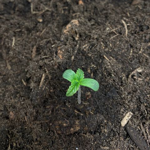 Purplematic CBD (RQS) - 1st ever grow #1 growlog timeline photo