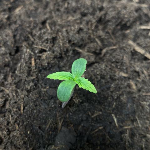 RQS Wedding Cake Auto  growlog timeline photo