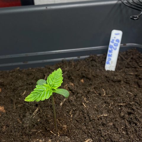 Purplematic CBD (RQS) - 1st ever grow #1 growlog timeline photo