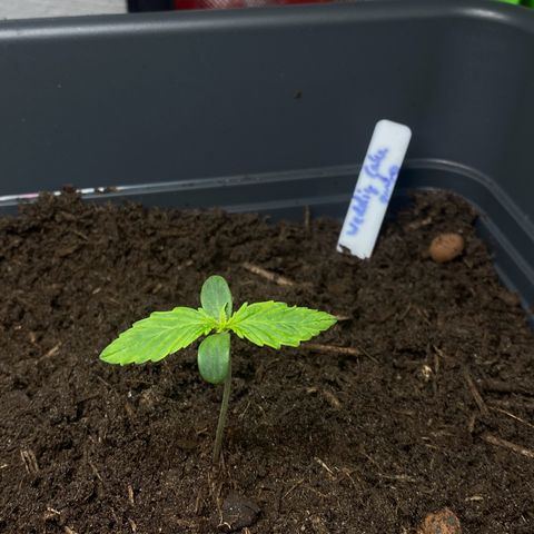 RQS Wedding Cake Auto  growlog timeline photo