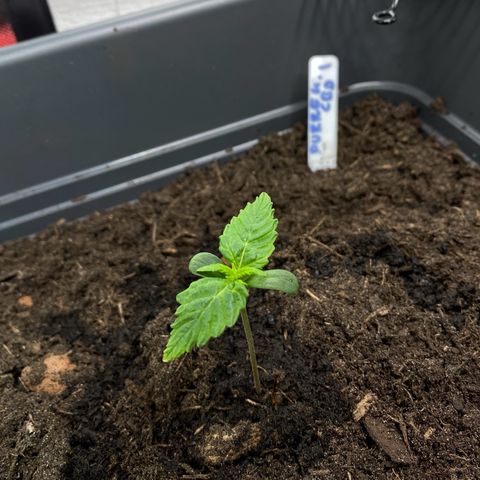 Purplematic CBD (RQS) - 1st ever grow #1 growlog timeline photo