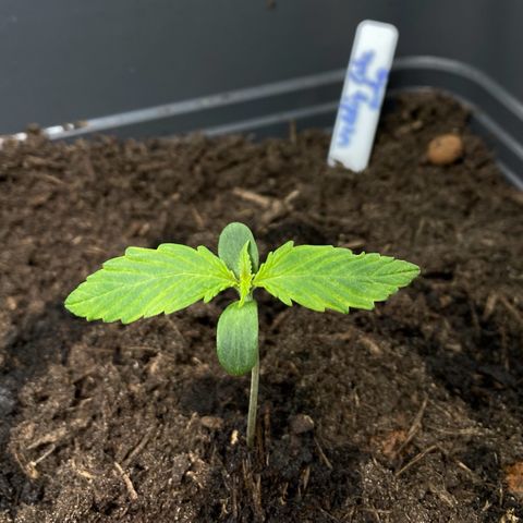 RQS Wedding Cake Auto  growlog timeline photo