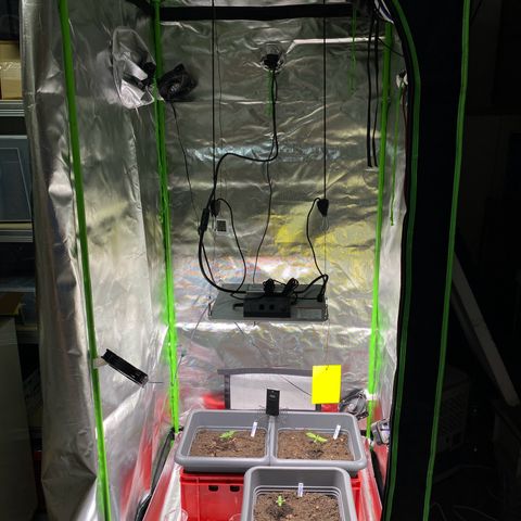Purplematic CBD (RQS) - 1st ever grow #1 growlog timeline photo