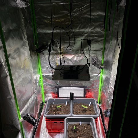 Purplematic CBD (RQS) - 1st ever grow #1 growlog timeline photo