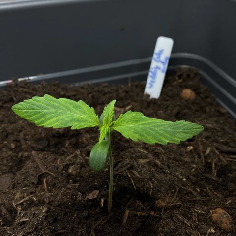 RQS Wedding Cake Auto  growlog timeline photo