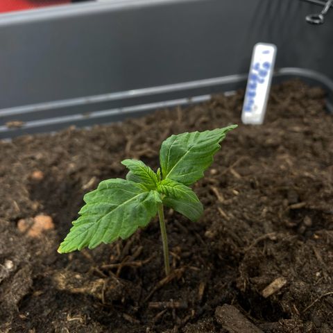 Purplematic CBD (RQS) - 1st ever grow #1 growlog timeline photo