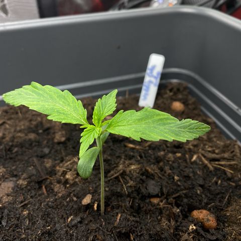 RQS Wedding Cake Auto  growlog timeline photo
