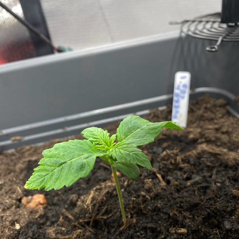 Purplematic CBD (RQS) - 1st ever grow #1 growlog timeline photo