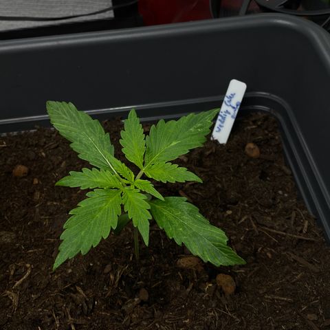 RQS Wedding Cake Auto  growlog photo: War zu nass, jetzt mal bisschen warten mit gießen 