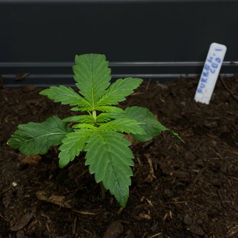 Purplematic CBD (RQS) - 1st ever grow #1 growlog photo: War zu nass, jetzt mal bisschen warten mit gießen 