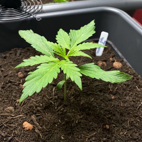 RQS Wedding Cake Auto  growlog photo: 50ml Wasser 