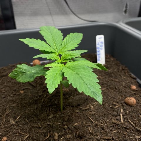 Purplematic CBD (RQS) - 1st ever grow #1 growlog timeline photo