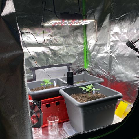 Purplematic CBD (RQS) - 1st ever grow #1 growlog timeline photo