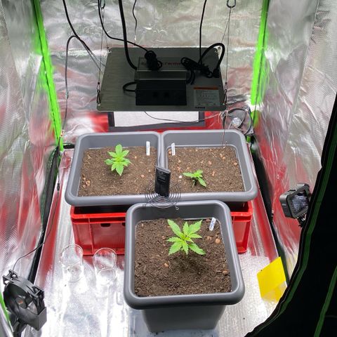 Purplematic CBD (RQS) - 1st ever grow #1 growlog timeline photo