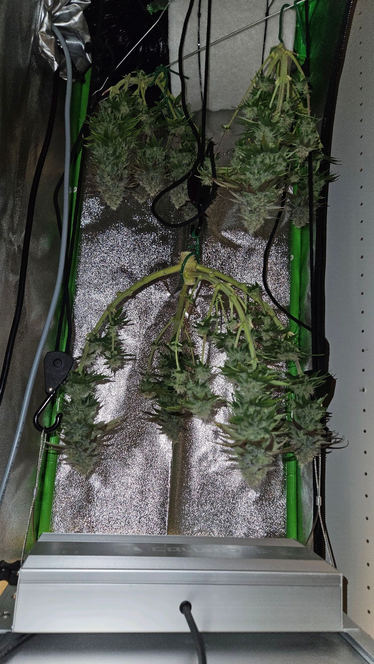 Candy Kush Express growlog header